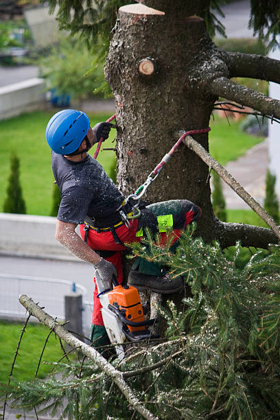 Best Hazardous Tree Removal  in Hudson, MI