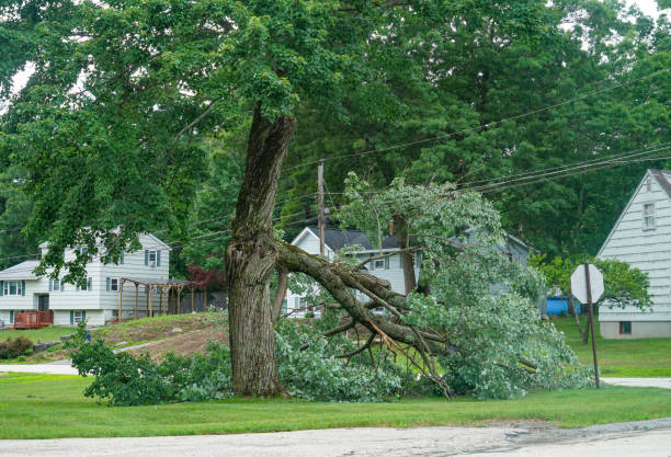 Best Storm Damage Tree Cleanup  in Hudson, MI