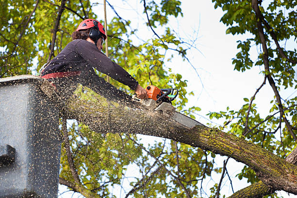 Best Lawn Watering Services  in Hudson, MI